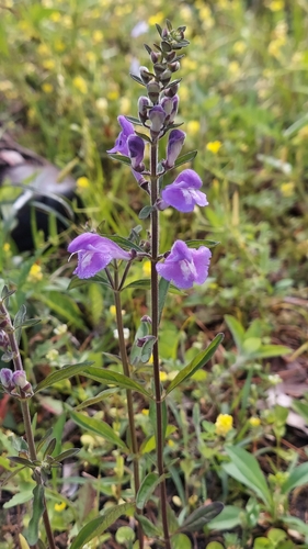 Helmet skullcap (Scutellaria integrifolia)