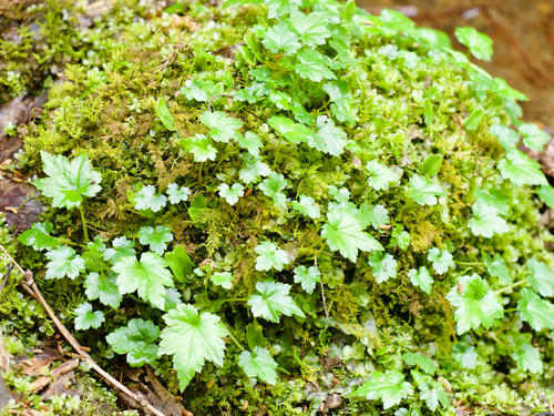 Mitella acerina iNat (3)