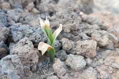 Scilla haemorrhoidalis