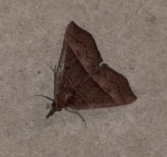 Hypena lollia