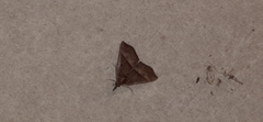 Hypena lollia