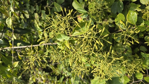 Native Bougainvillea (Pisonia aculeata)
