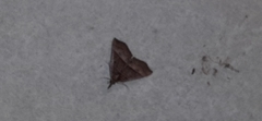 Hypena lollia