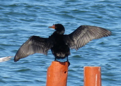 Microcarbo coronatus