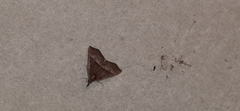 Hypena lollia