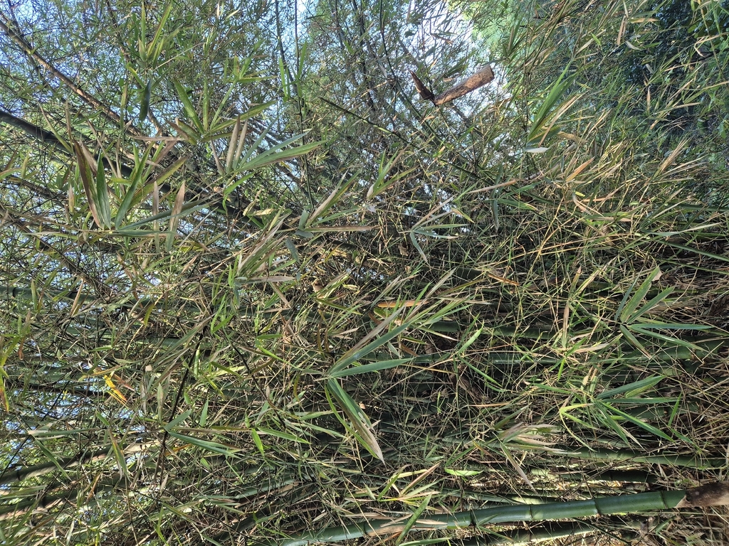 Bamboo (Bambusa vulgaris)