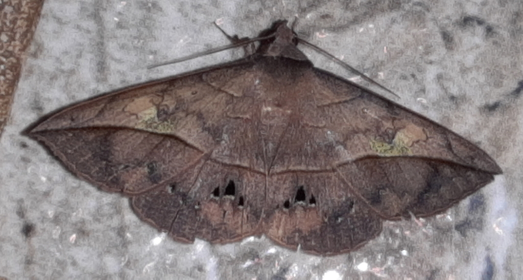 Anticarsia anisospila