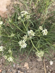 Lepidium fremontii