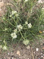 Lepidium fremontii