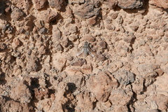 Spogostylum trinotatum