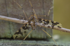 Mischoderus annuliferus