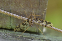 Mischoderus annuliferus