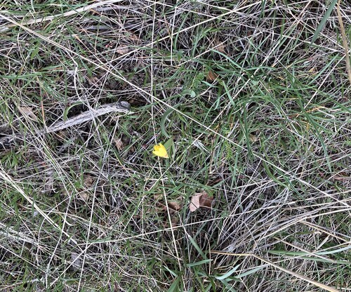 iNaturalist observation 2026-04-06