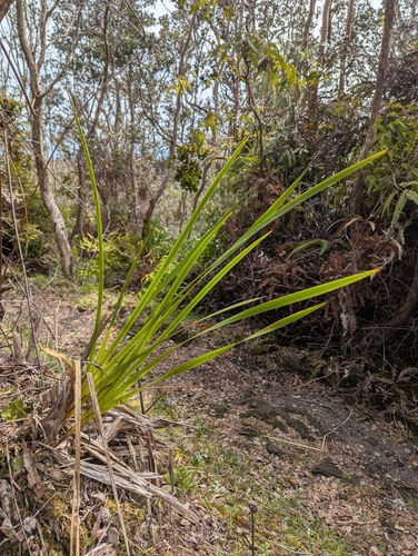 ‘uki (Machaerina angustifolia)