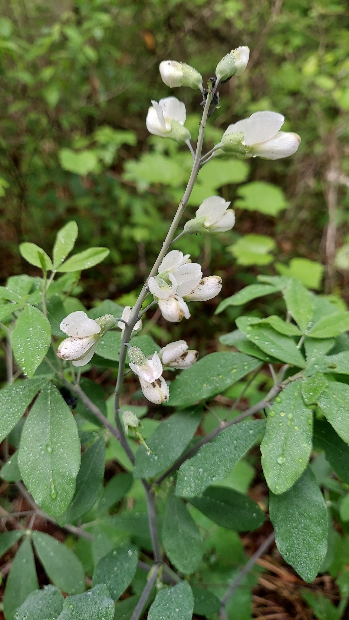 Thick-Pod White Wild Indigo (Baptisia alba)