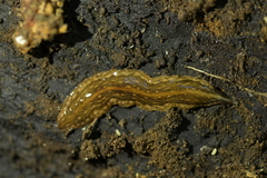 Newzealandia