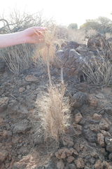 Sonchus leptocephalus