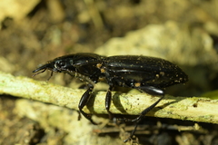 Plocamostethus planiusculus