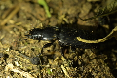 Plocamostethus planiusculus