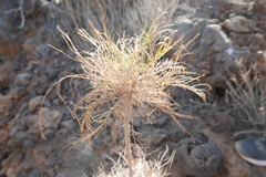 Sonchus leptocephalus