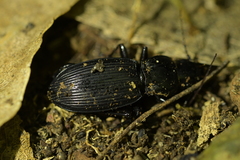 Plocamostethus planiusculus