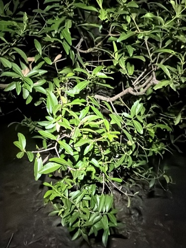 Red-fruited Olive Plum (Elaeodendron australe)