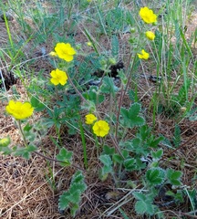 Potentilla evestita