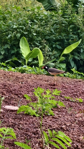 Red-wattled Lapwing