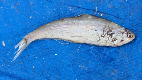 Common hairfin anchovy (Setipinna tenuifilis) — Engraulidae — 5