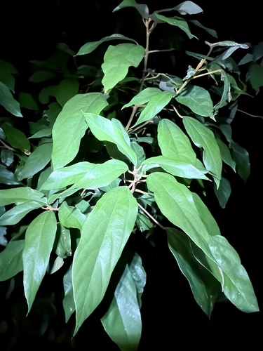 Kamala (Mallotus philippensis)