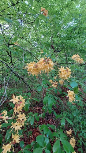 Orange Azalea (Rhododendron austrinum)