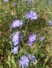Cichorium intybus