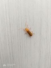 Asiosilis