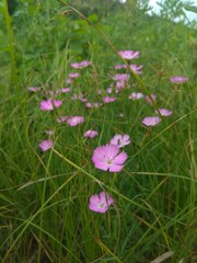 Dianthus pratensis