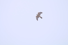 Accipiter gentilis