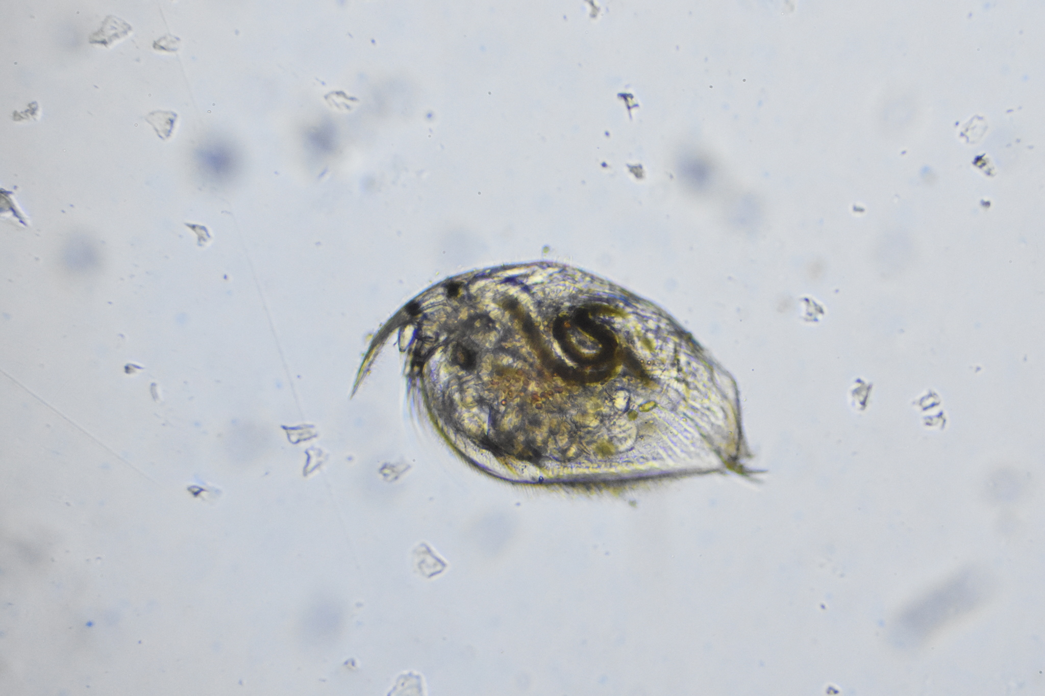 Picripleuroxus denticulatus (Birge, 1879)