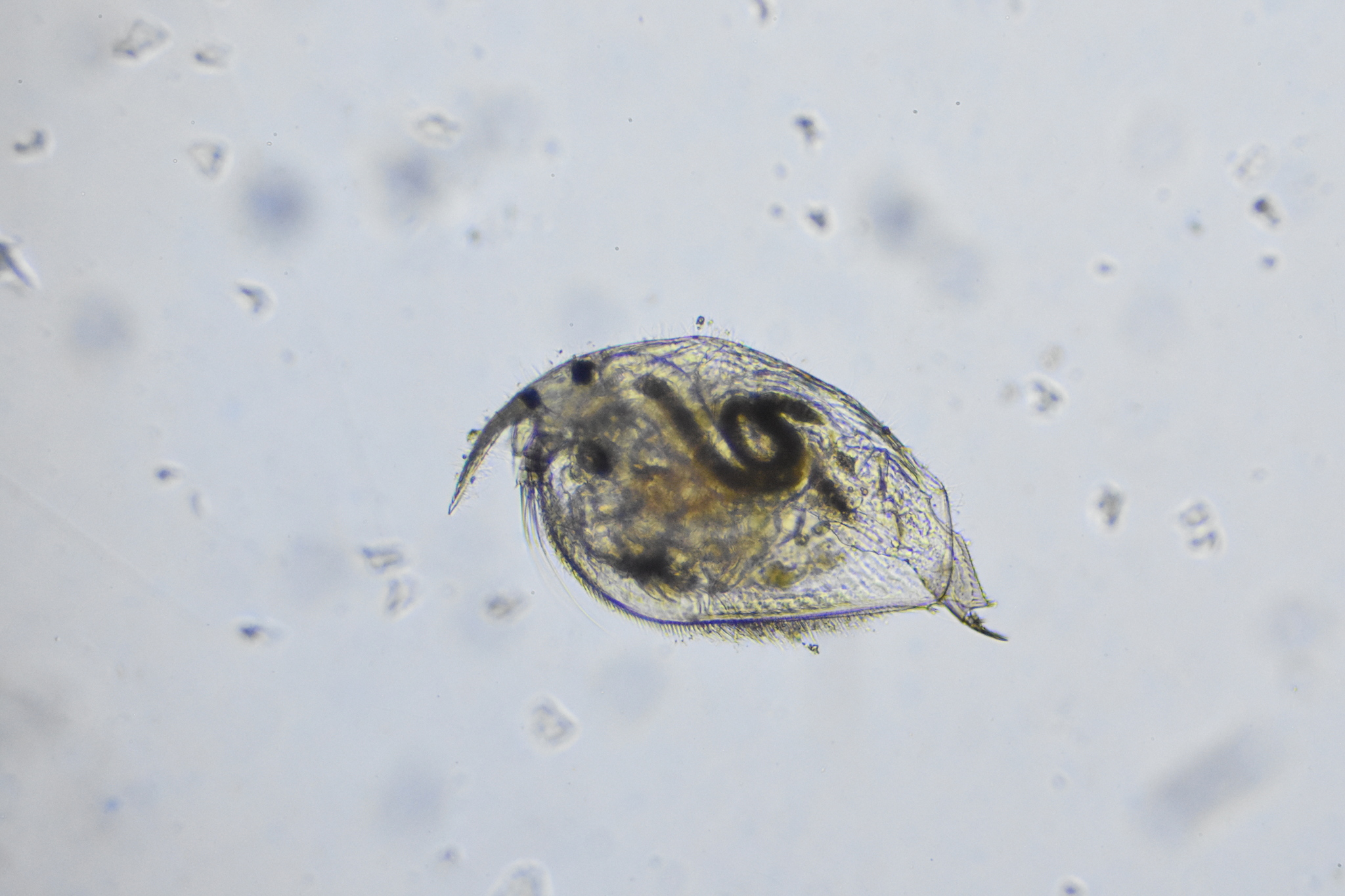 Picripleuroxus denticulatus (Birge, 1879)