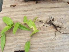 Aristolochia ornithopterae