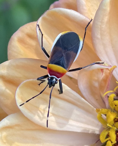 Harlequin Red Bug