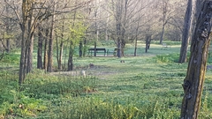 Oryctolagus cuniculus