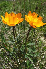 Trollius sibiricus
