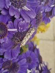 Utetheisa pulchella