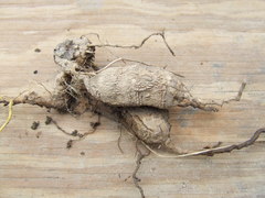 Aristolochia ornithopterae