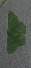 Nemoria remota