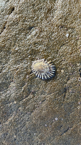 Siphonaria diemenensis