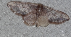 Idaea kendallaria
