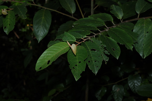 White Ash (Alphitonia petriei)