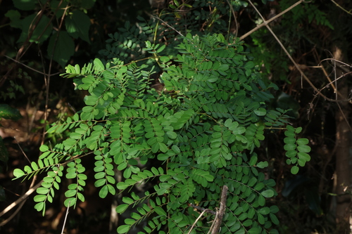 large prickle vine (Mezoneuron scortechinii)