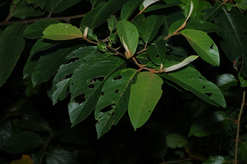 Alphitonia petriei, photograph 1