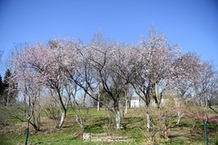 Prunus davidiana